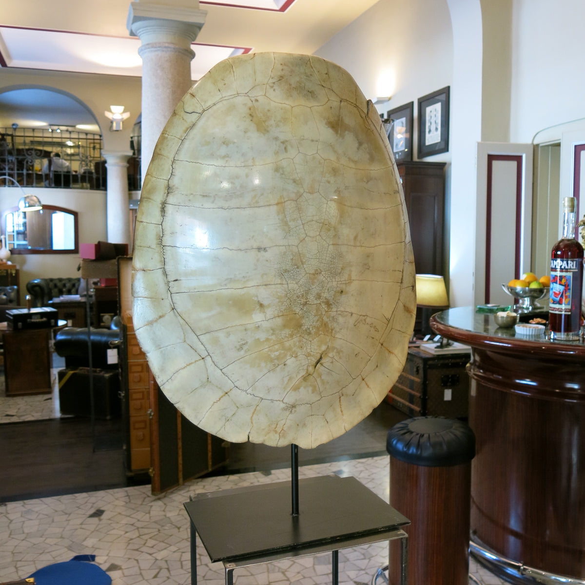 Guscio Tartaruga vittoriano -1910 - Victorian tortoise shell